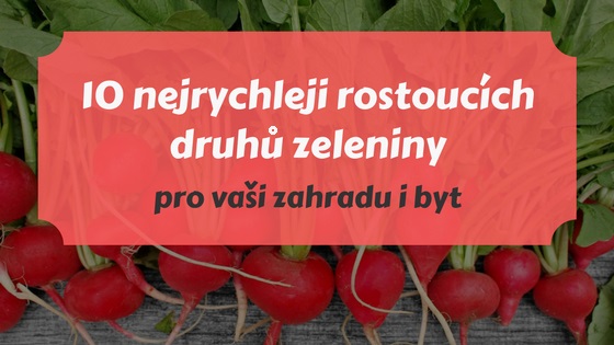 10 nejrychleji rostoucích druhů zeleniny pro vaši zahradu i byt