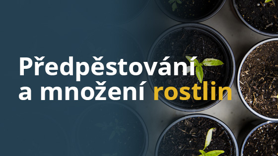 Jak na předpěstování a množení rostlin
