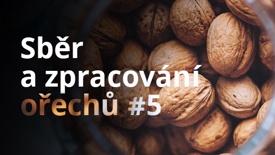 Sběr a zpracování ořechů