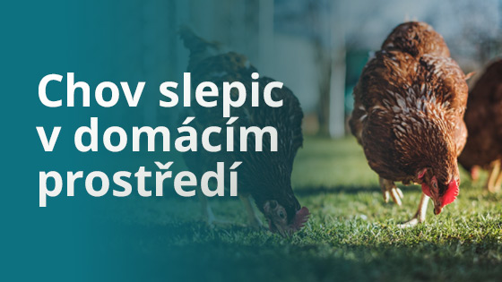 blog-chov-domaci-prostredi